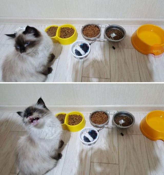 Коты и Кошки