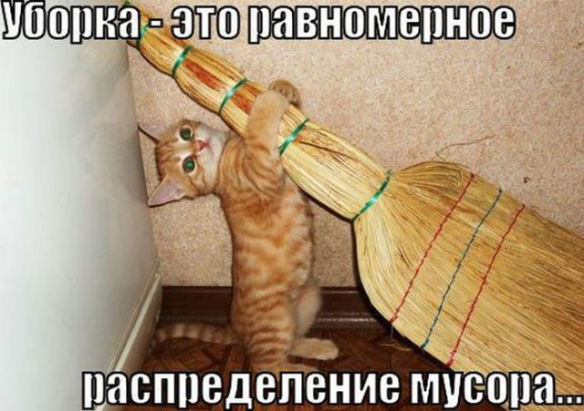 Коты и Кошки