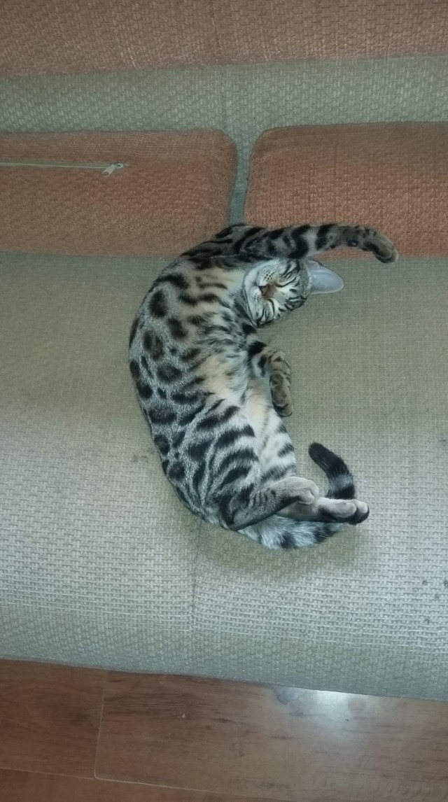 Осеннему котовторнику быть!