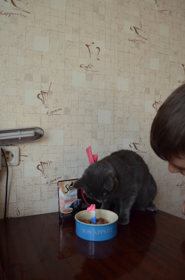 Котовторник 03.10.17.