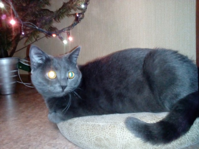 Котовторник 9.01.2018