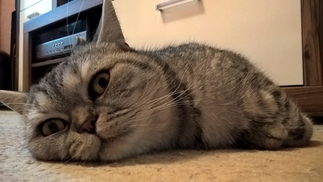 Котовторник 13.03.2018