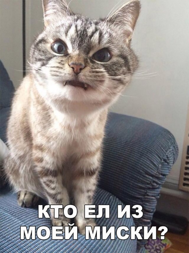 Фотобомбы котов
