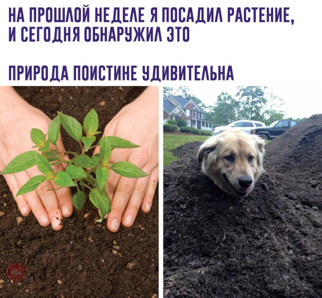 Нестандартный юмор