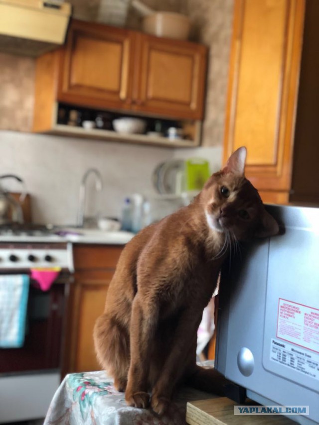 Котовторник 05.06.2018