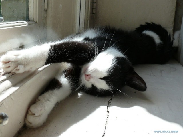 Котовторник (13.01)