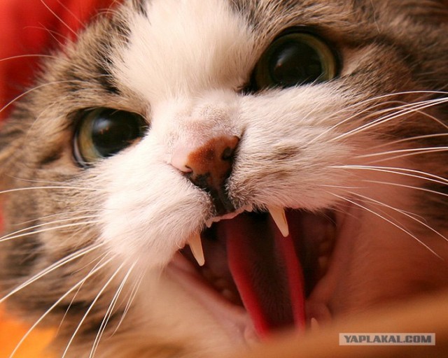 Котовторник ужасов (36 фот)