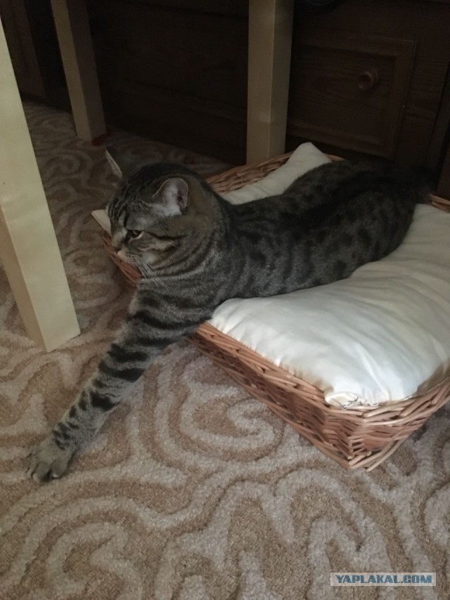 Котовторник  31.07.2018