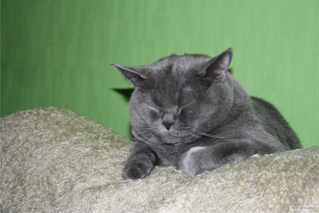 Котовторник!