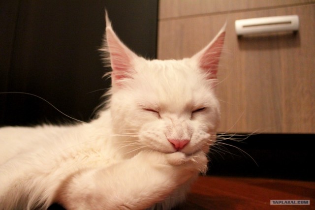 Котовторник объявляется открытым!