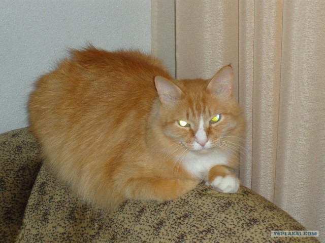 Первый котовторник октября