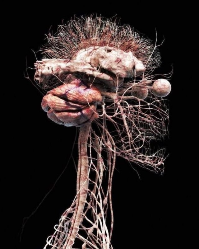 Центральная нервная система человека.