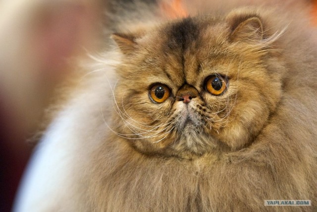 Котовторник 10.04.2012