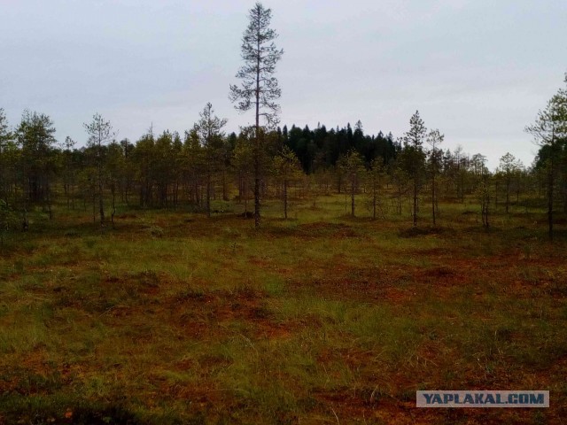 Вепсская тайга летом или Старый Бор