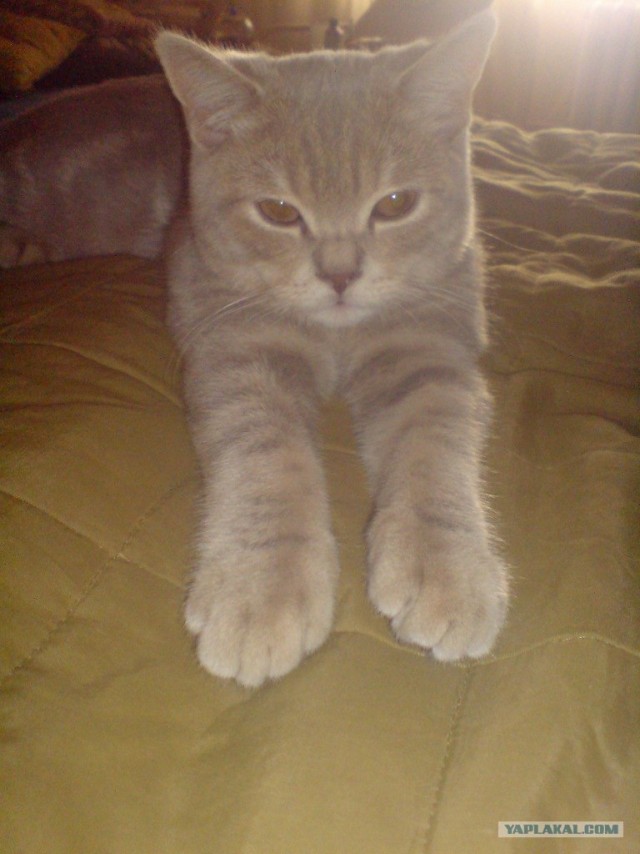 Котовторник на 26.06.12