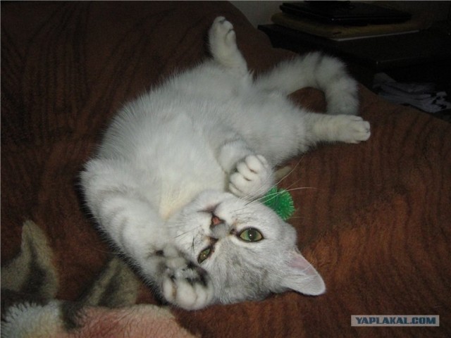 Котовторник 10. 07. 2012