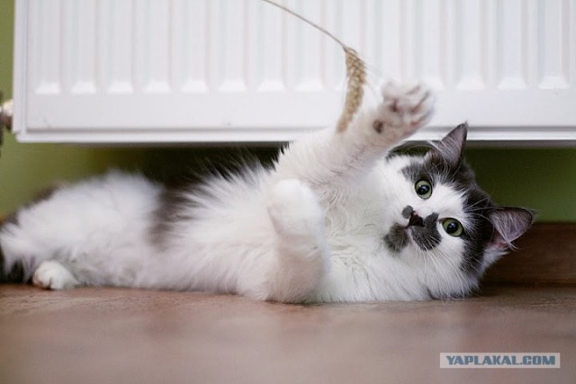 Котовторник 24.07.2012