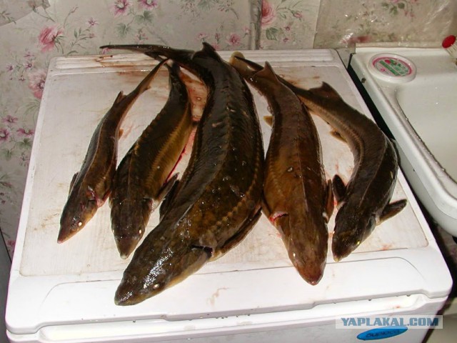 Закуска к водочке по-камчатски