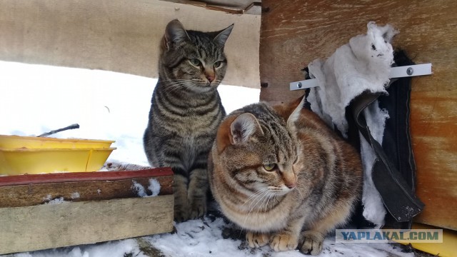 Помогаю бездомным котам, кормлю кошек зимой