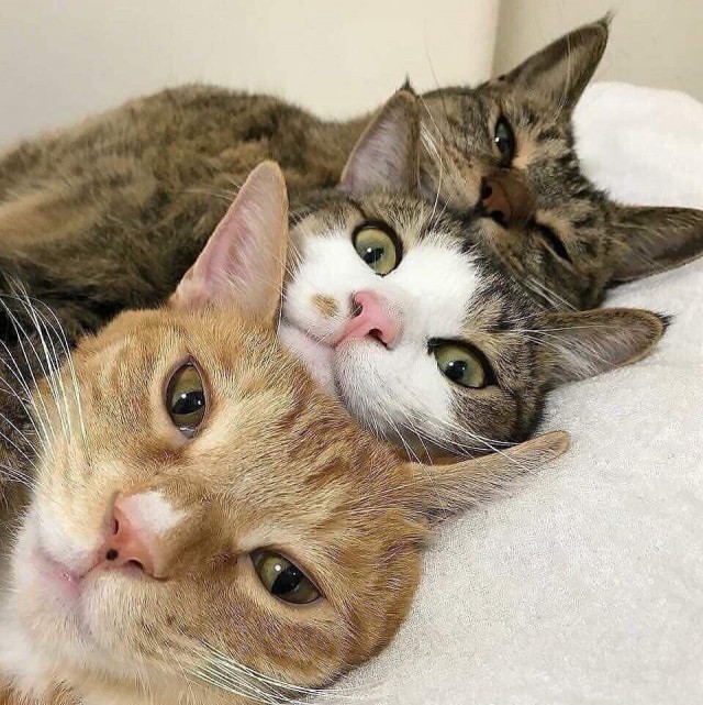 Забавные фото котеек