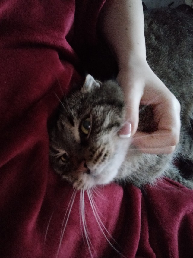 Коты, которые нас порадовали!