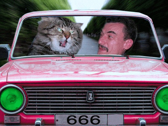 Злой кот
