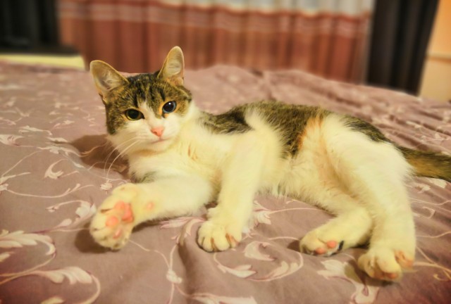Картинки на котовторник 1.09.20