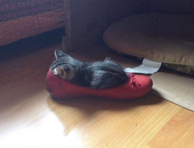 Котовторник. Тара - наше всё!