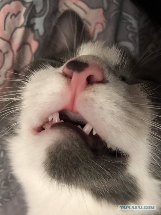Котовторник 20.10.20