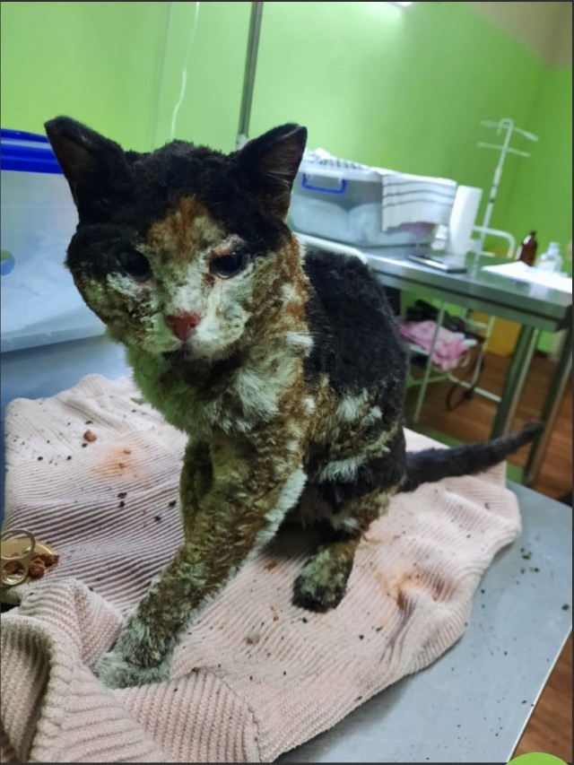 "Угольки вместо лап". Обгоревшего кота нашли в Нур-Султане