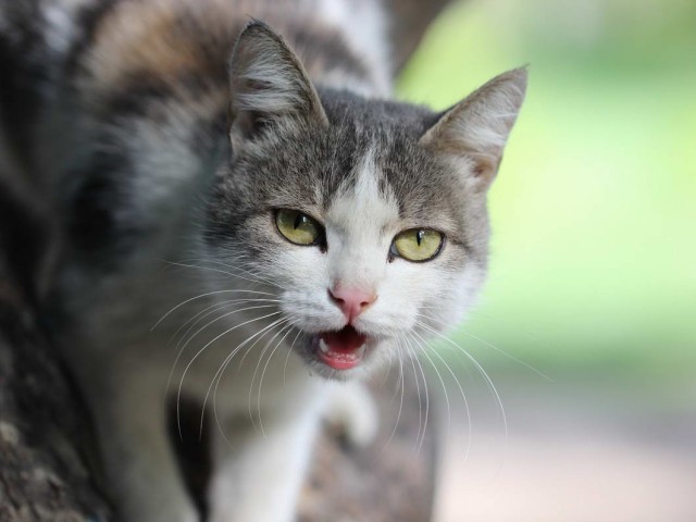 Которник