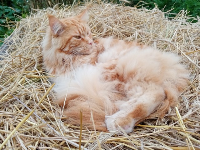 Последний котовторник лета