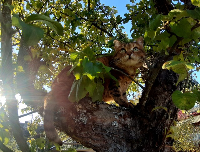 Котовторник 05.10.21 г