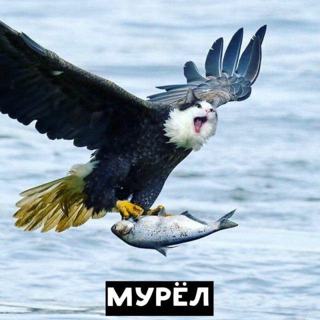 Кошки везде. Фотоманипуляции: животные и предметы с кошачьими мордами