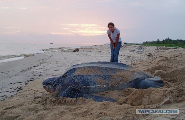 27 обычных на первый взгляд вещей, которые оказались неожиданно большими