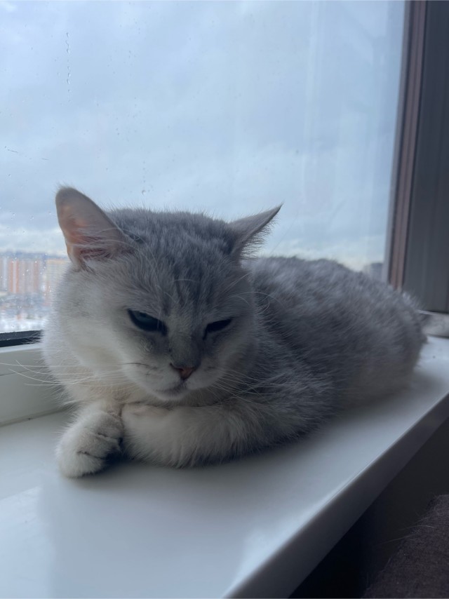 МИРУ - МИР ! Котикам - котовторник !