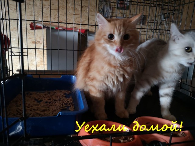 Жизнь домашнего приюта "Котоленд" 333