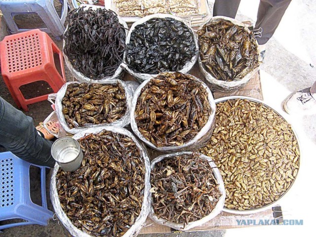 Десять самых отвратительных продуктов, которые едят люди ‒ гастрономический мазохизм