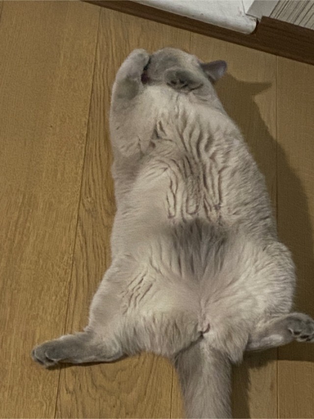 А как спит ваш кошачий?
