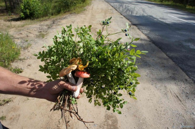 Экспедиция Тамбов-Карелия (бесов нос).
