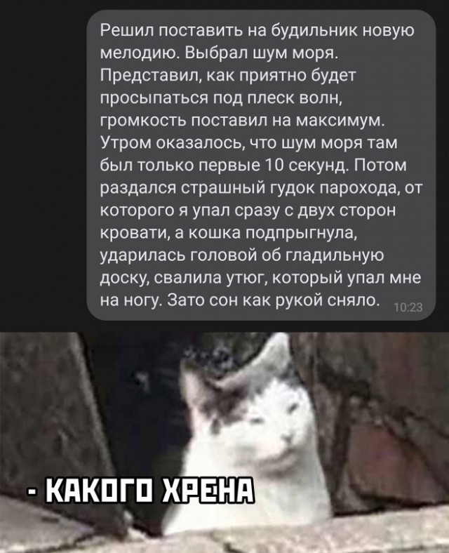 Весёлый полтишок 24.11.22