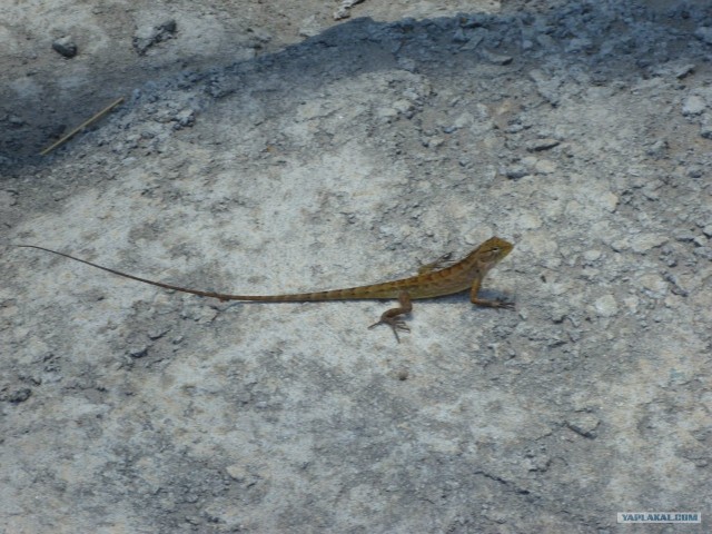 Немного Тая