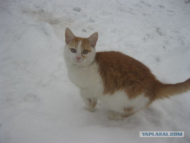 Жизнь домашнего приюта для котеек 424