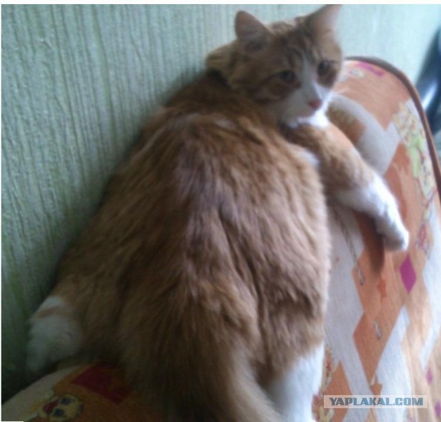 Котовторник  19.03.2013