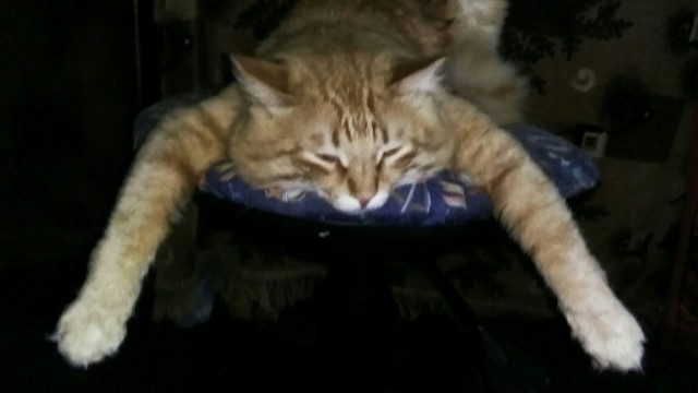 Позы для сна у кошек - что они означают?