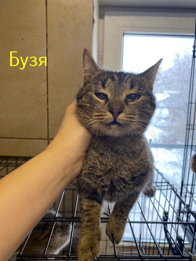 Жизнь домашнего приюта "Котоленд" 430