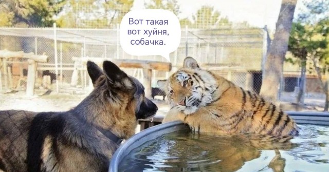 Пенсионера из Липецка задержали за взлом Sony PlayStation 3