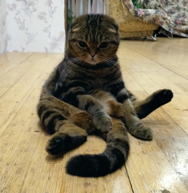 Котёночек опухает. Требуется совет.