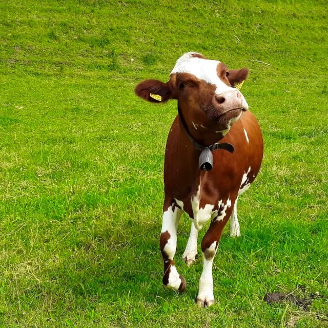 Сколько стоит обозвать учительницу "тупой коровой" в Швейцарии⁠⁠