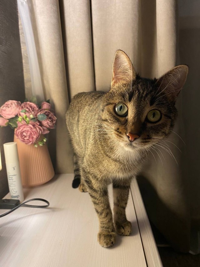 Котовторник!